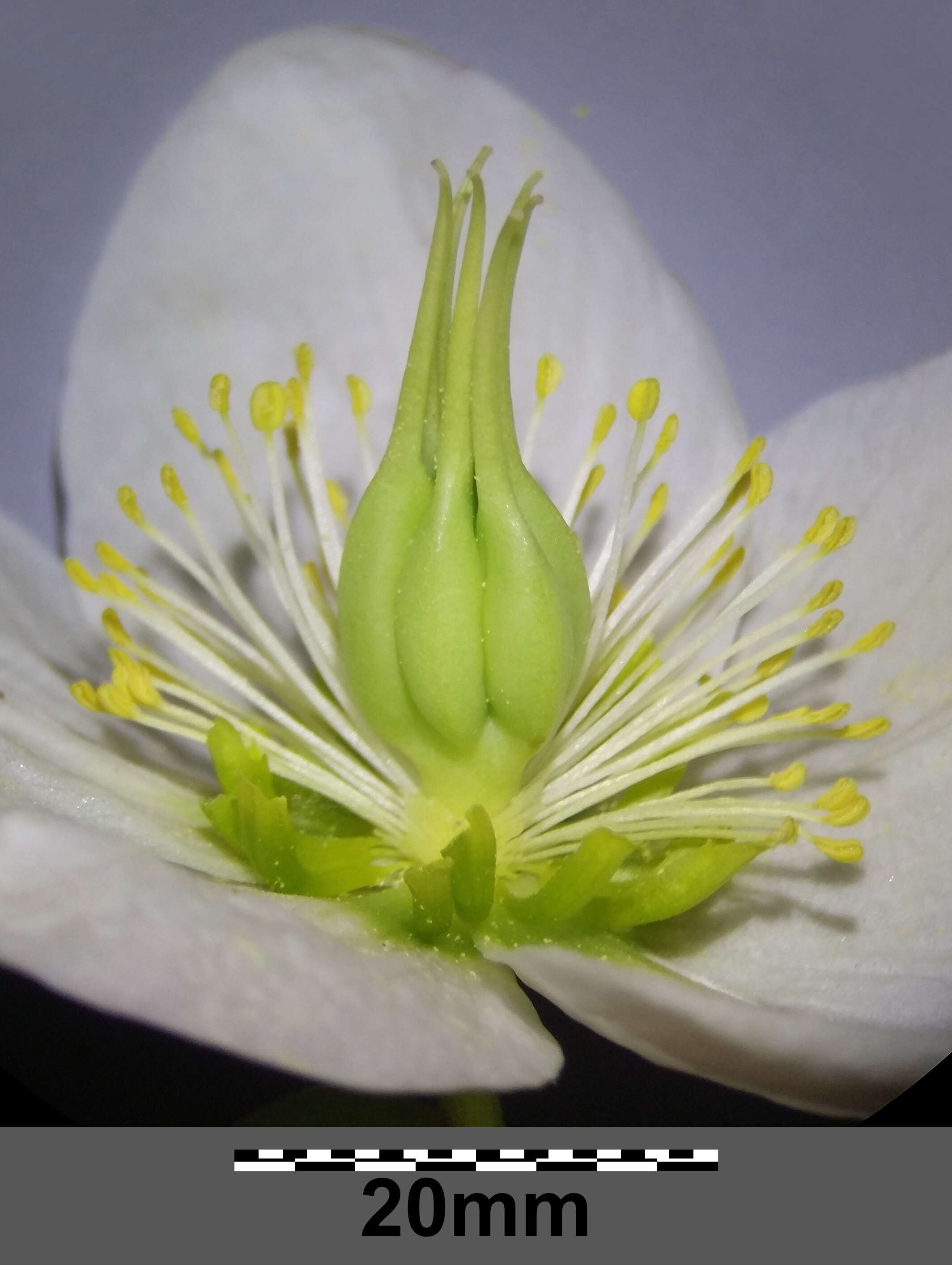 Image of black hellebore