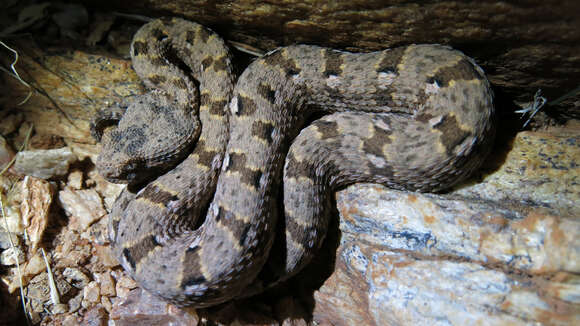 Image of Desert Mountain Adder