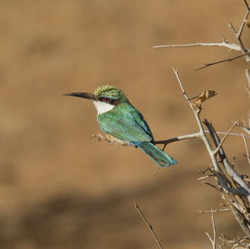 Image of Somali Bee-eater