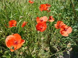 Image of corn poppy