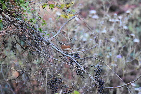 Image of Eastern Towhee