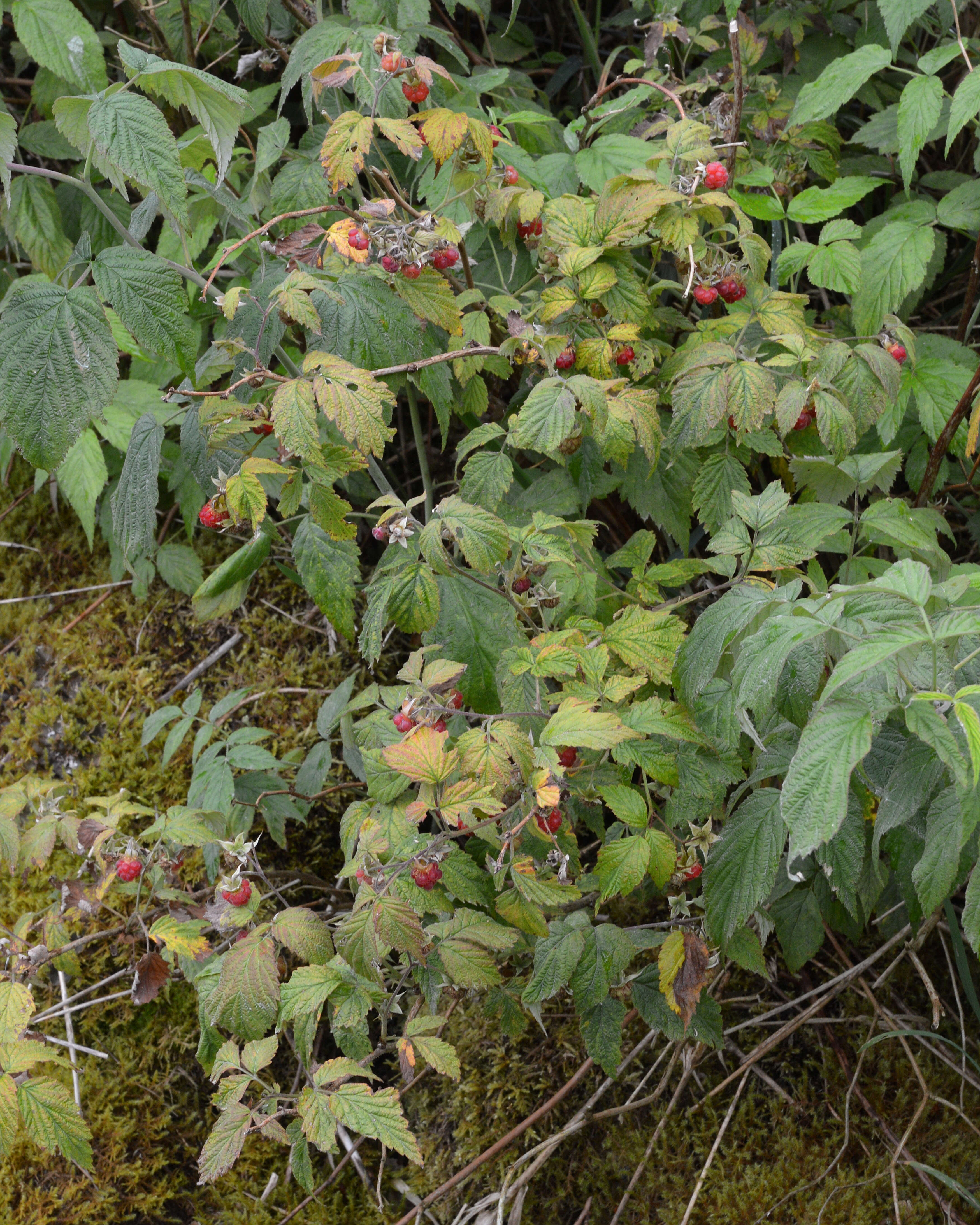 Image of Raspberry