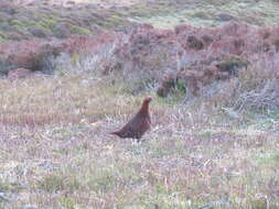 Image of Red Grouse