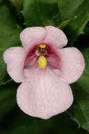 Image of Diascia rigescens E. Mey. ex Benth.