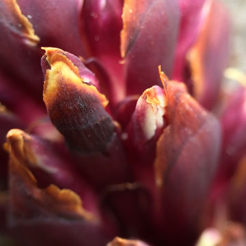 Image of <i>Kopsiopsis strobilacea</i>