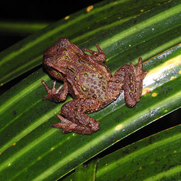 Image of Hochstetter's Frog