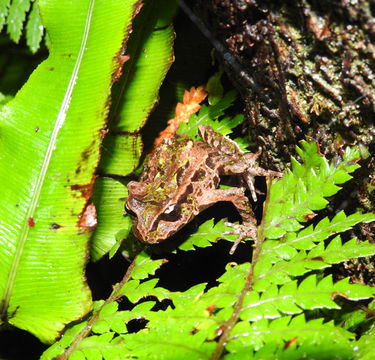 18.https www inaturalist org photos 3313801.580x360