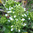Image of <i>Thlaspi arvense</i>