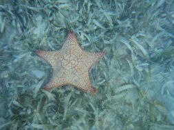 Image of Red cushion sea star