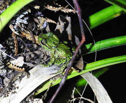 18.https www inaturalist org photos 3314964.580x360