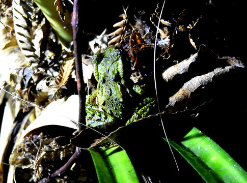 18.https www inaturalist org photos 3314965.580x360