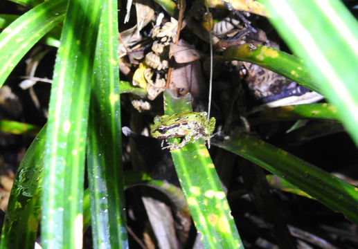 18.https www inaturalist org photos 3315059.580x360