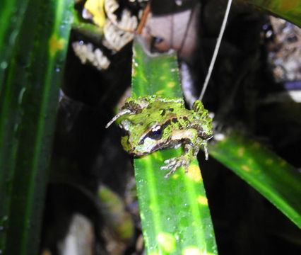 18.https www inaturalist org photos 3315061.580x360