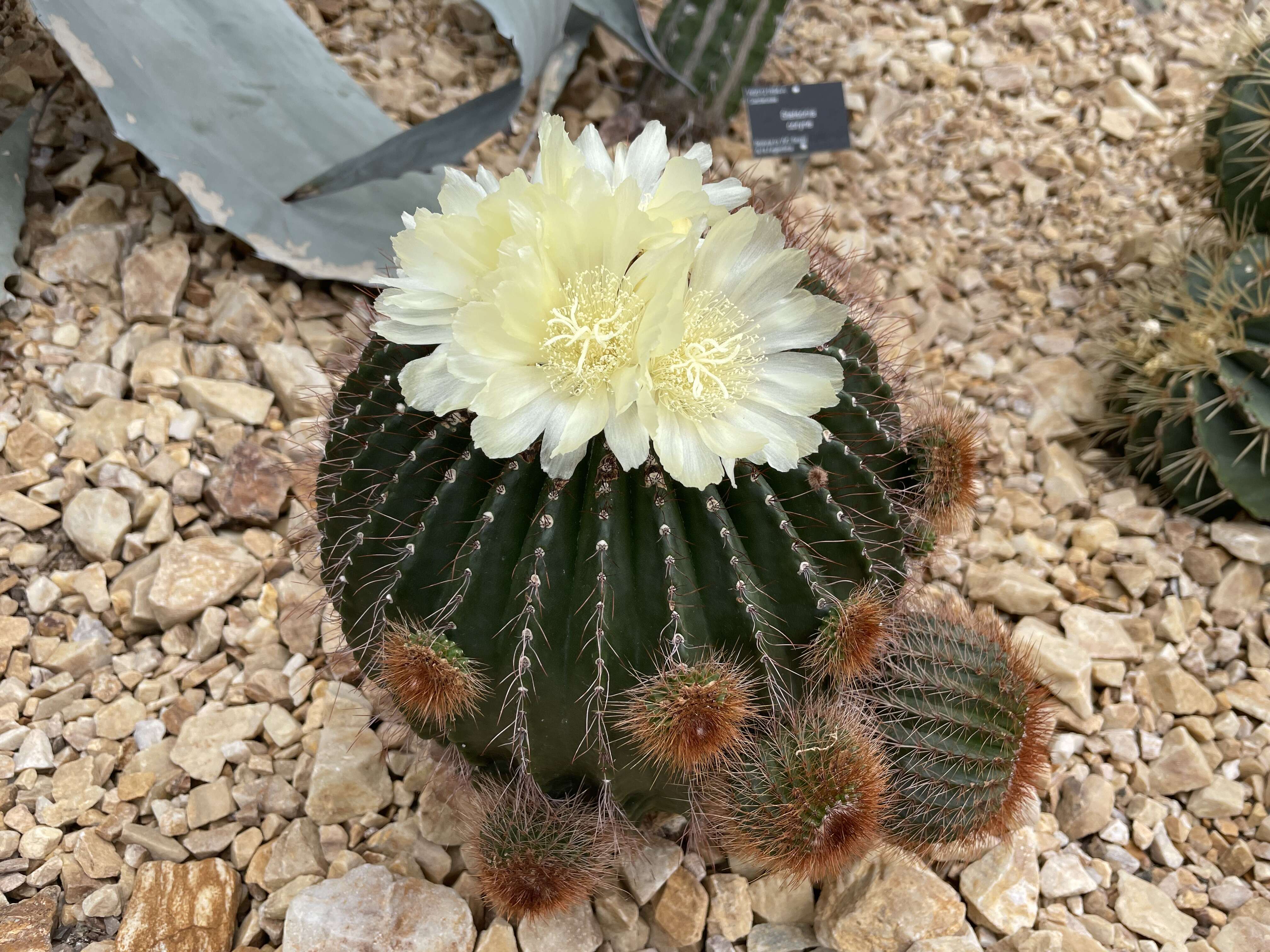 Image of Uebelmannia pectinifera Buining