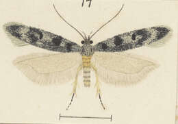 Image of Kiwaia lapillosa Meyrick 1924