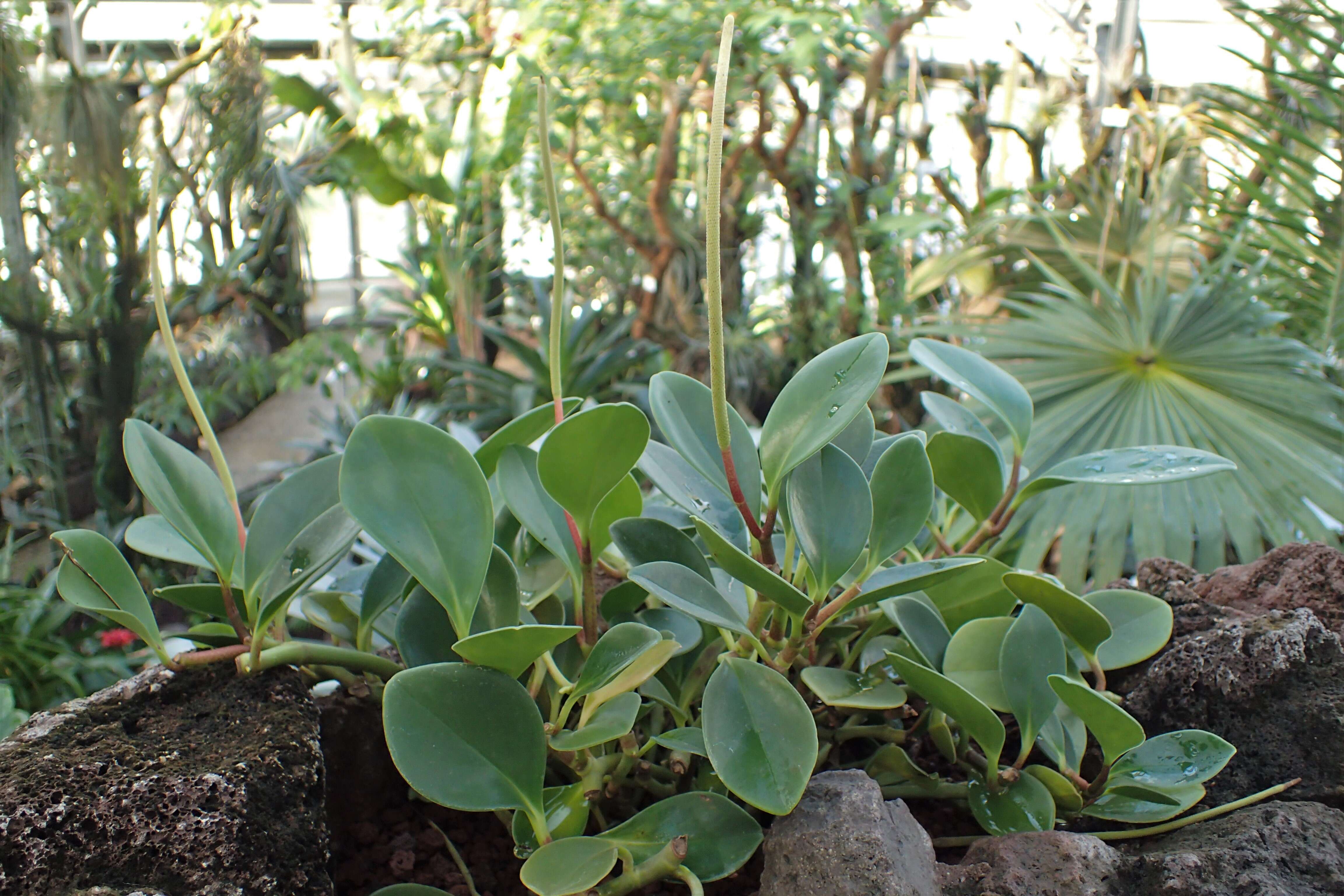 Image of spoonleaf peperomia