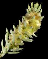 Image of Three-wing Bluebush