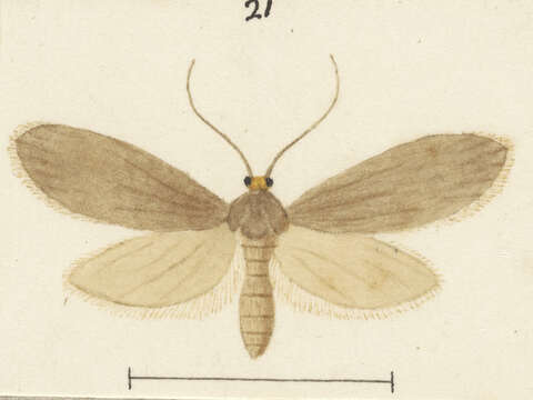 Image of Lesser Wax Moth