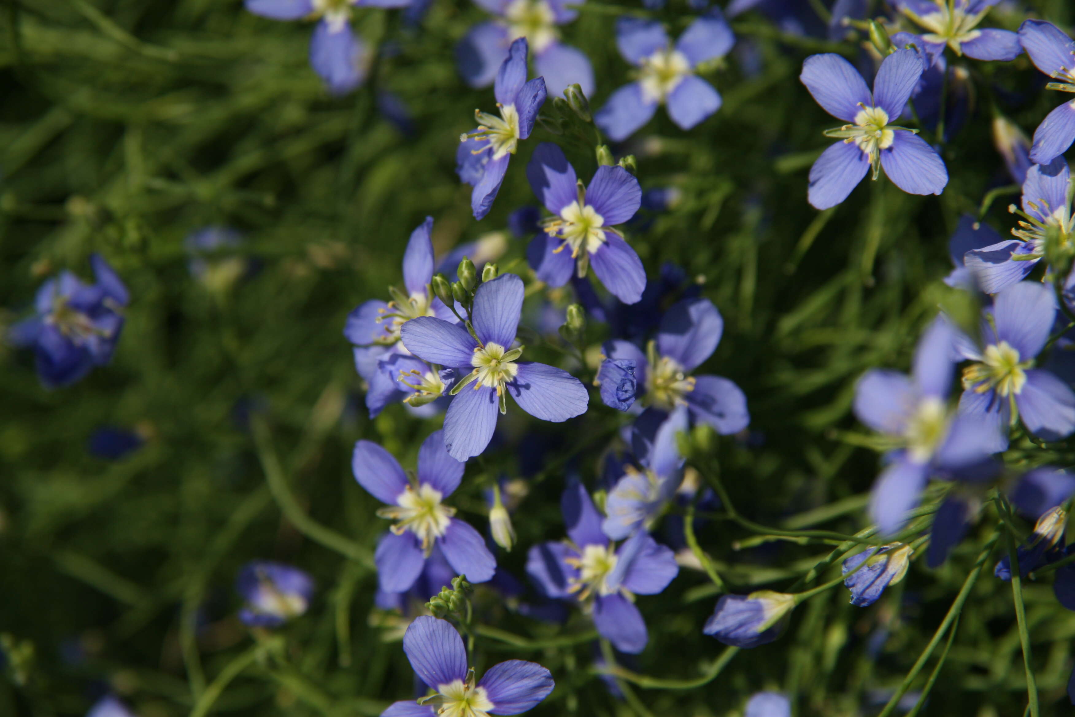 Image of Heliophila coronopifolia L.