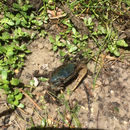 Image of <i>Uca longisignalis</i>