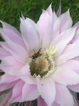 Echinopsis oxygona resmi