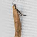 Image of <i>Ypsolopha unicipunctella</i>
