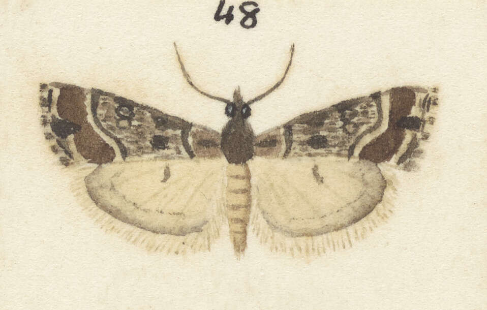 Image of Eudonia luminatrix Meyrick 1909