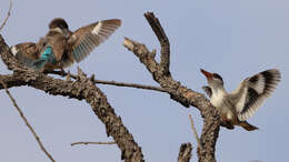 Image of Striped Kingfisher