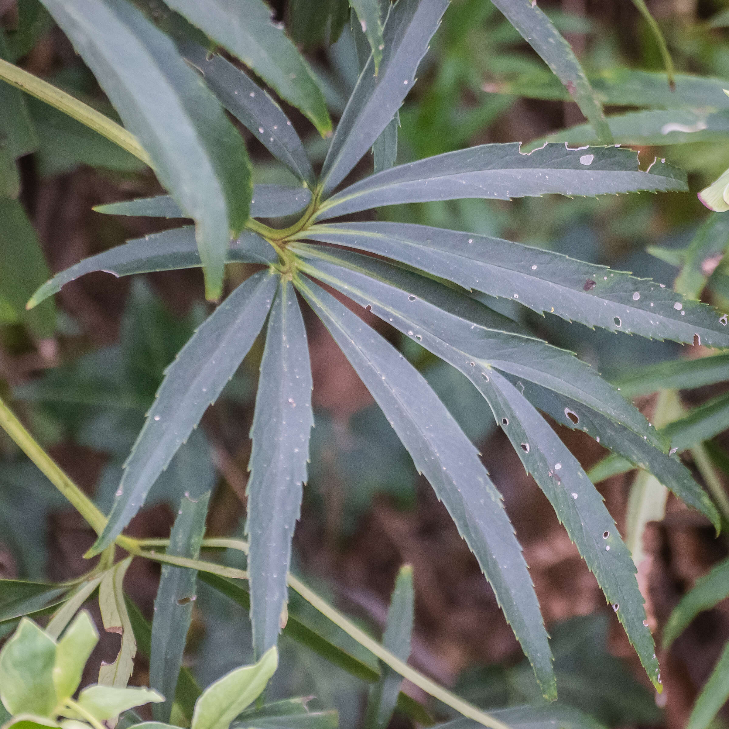 Image of Stinking Hellebore