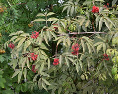 Imagem de Sambucus racemosa L.