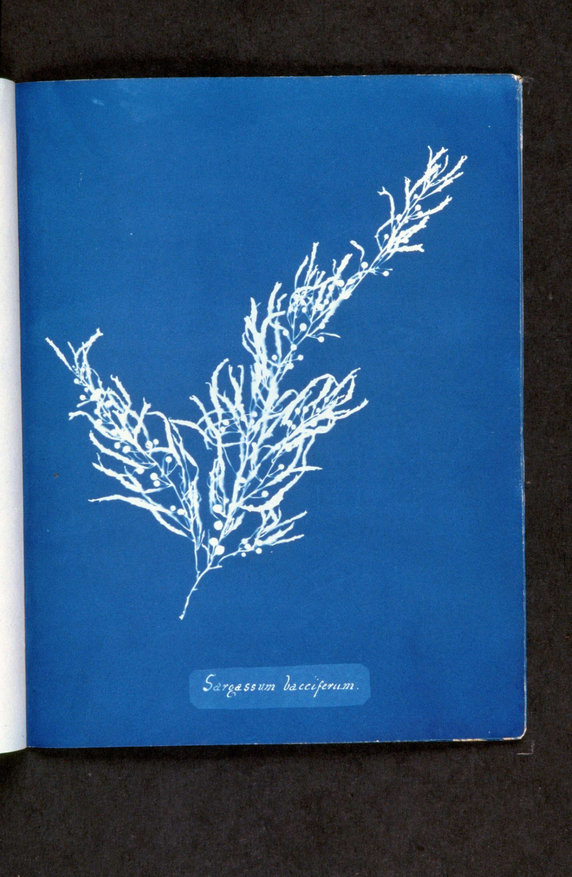 Слика од Sargassum natans