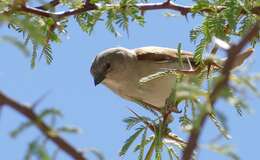 Image of Cape Sparrow