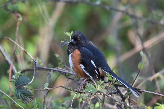 Image of Eastern Towhee