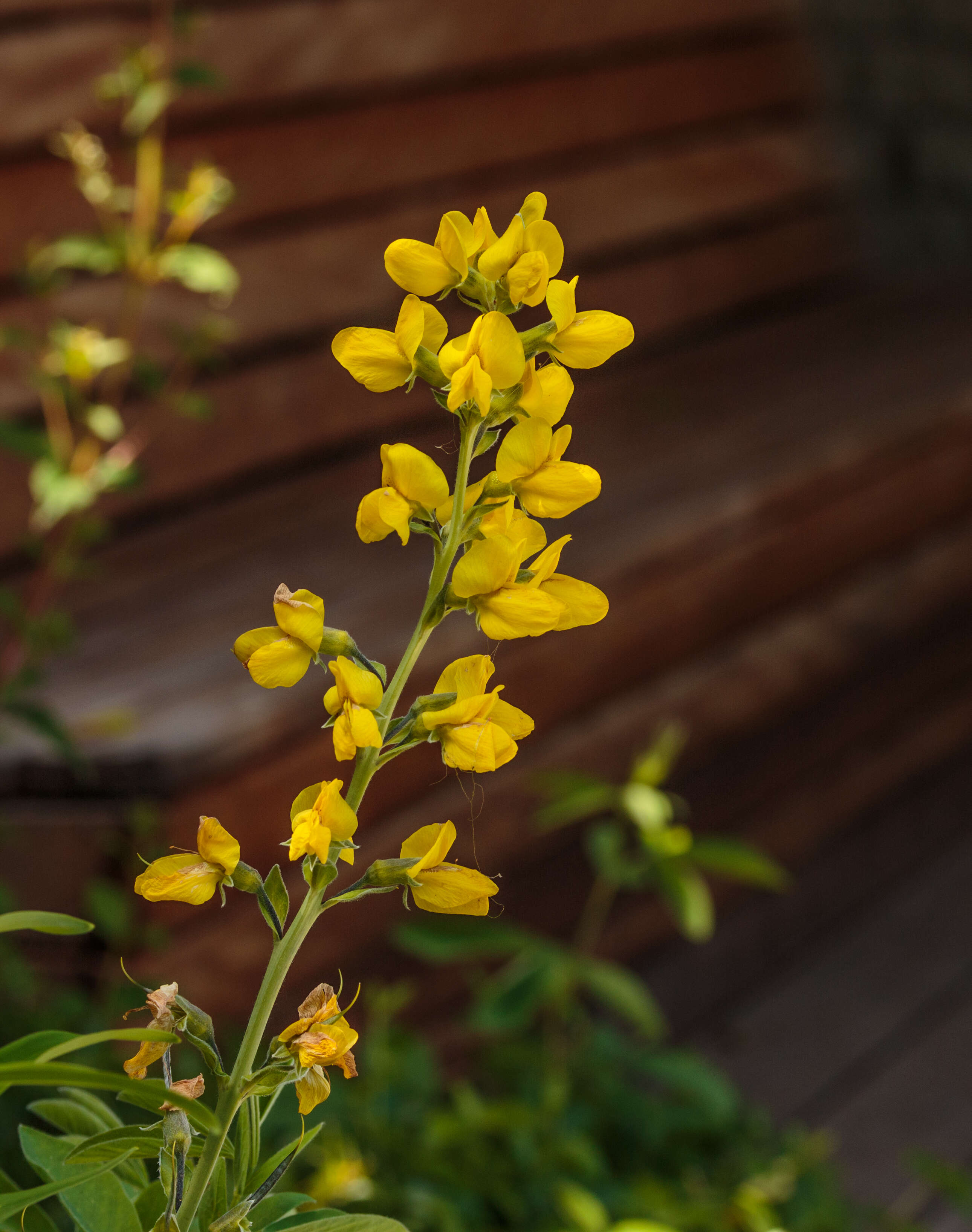 Image of Thermopsis lanceolata R. Br.