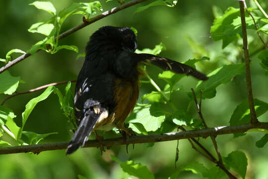 Image of Eastern Towhee