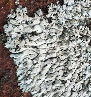 Image of Blue-gray rosette lichen