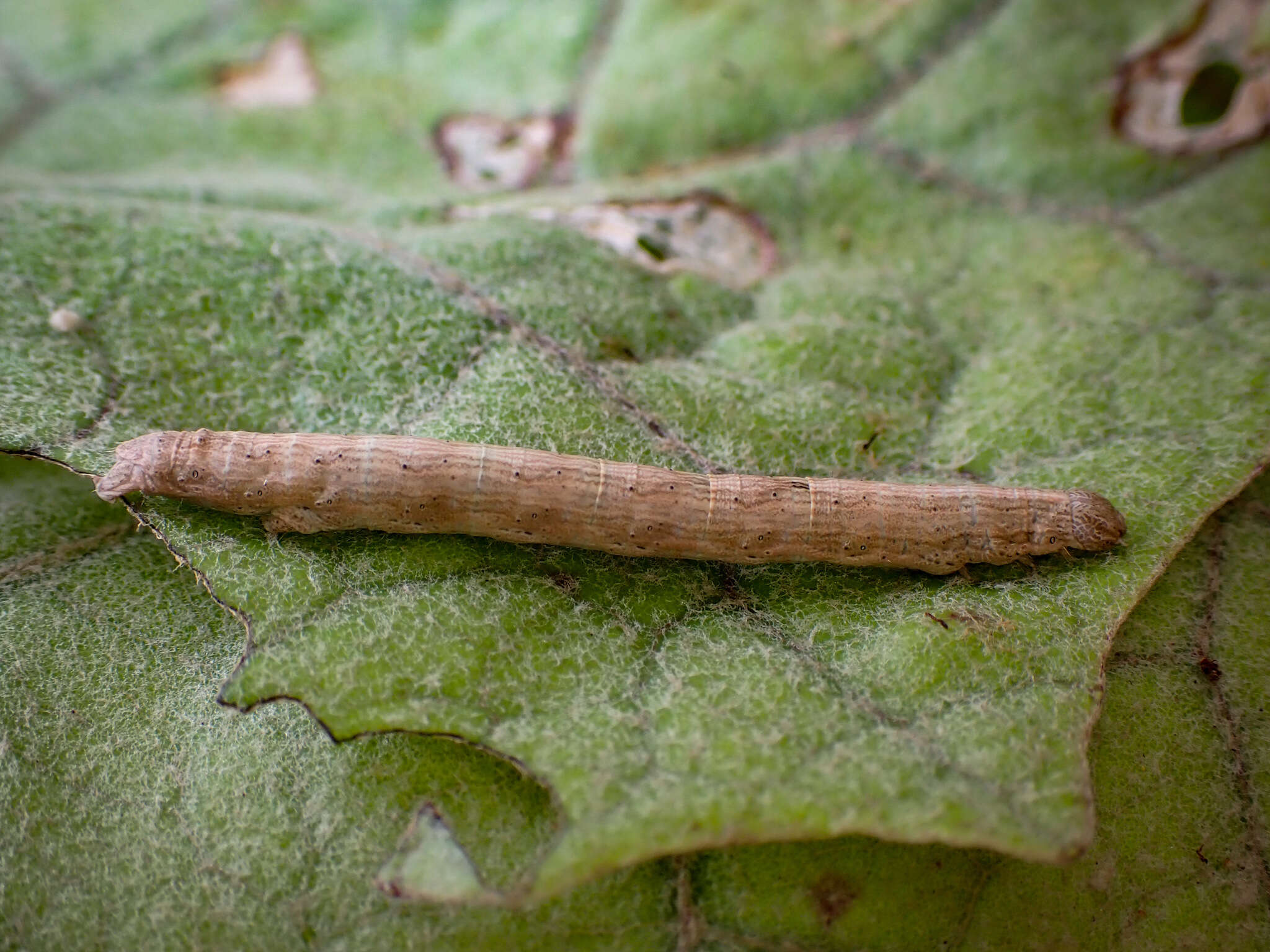 Image of Pseudocoremia rudisata Walker 1862