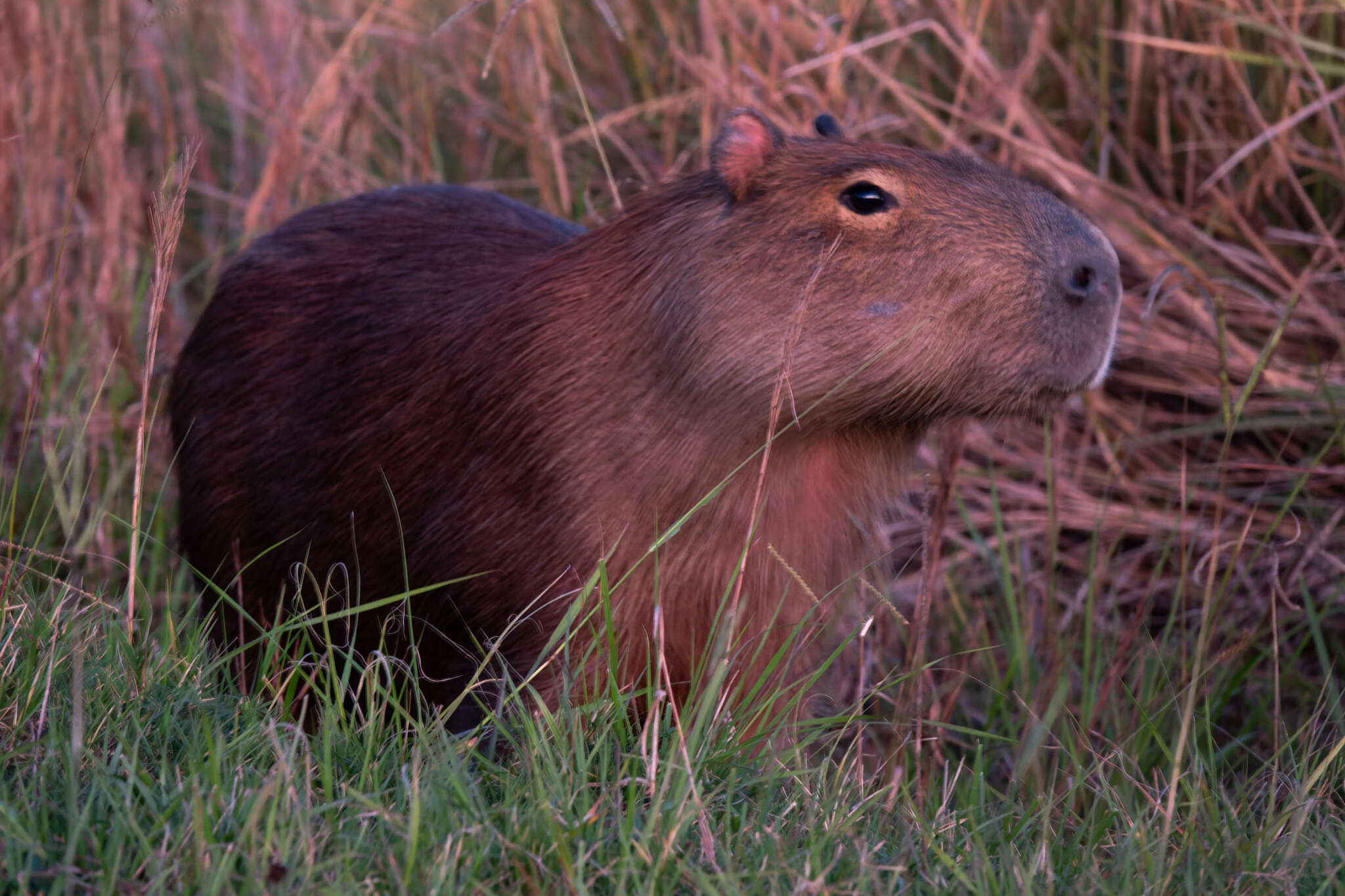 Image of Capybaras