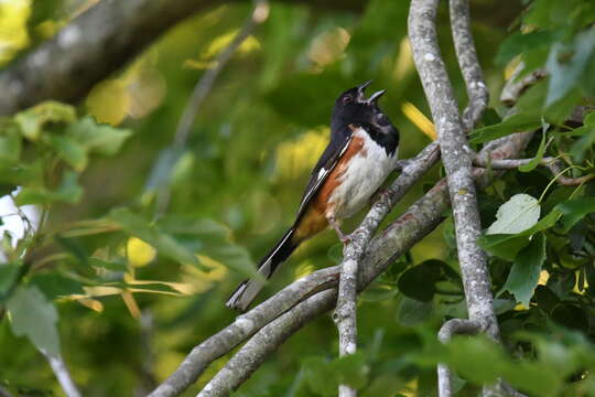 Image of Eastern Towhee