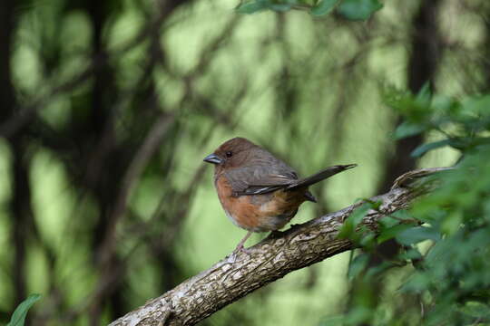 Image of Eastern Towhee