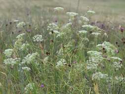 Image of longleaf