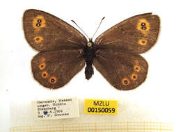 Image of woodland ringlet