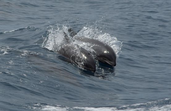 18.https www inaturalist org photos 3321756.580x360