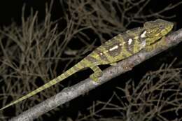 Image of Malagasy Giant Chameleon