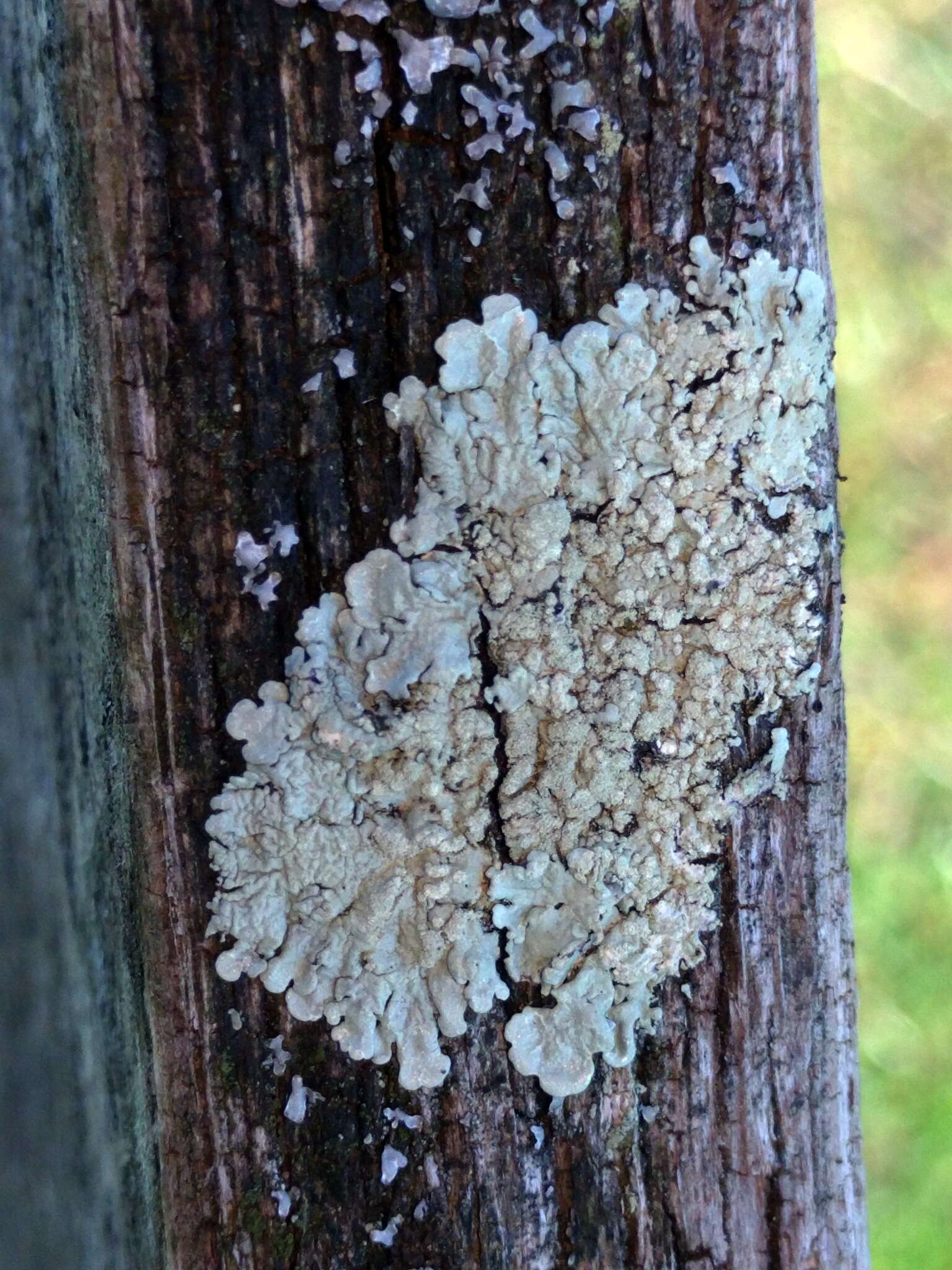 Image of Flavoparmelia soredians (Nyl.) Hale