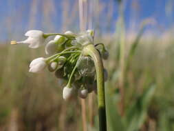 Image of Lady's leek