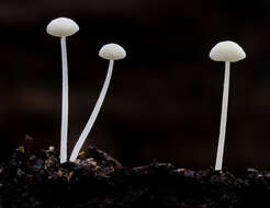 Hemimycena tortuosa (P. D. Orton) Redhead 1980 resmi