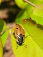 Dendroxena quadrimaculata (Scopoli 1771) resmi