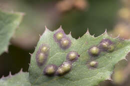 Image of Cystiphora sonchi (Vallot 1827)