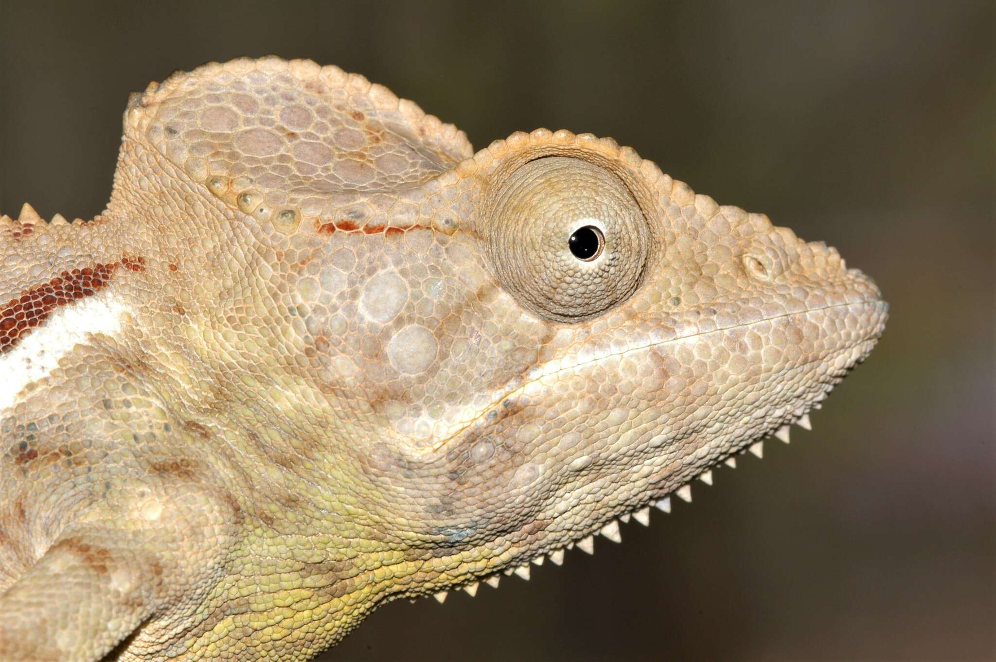 Image of Malagasy Giant Chameleon